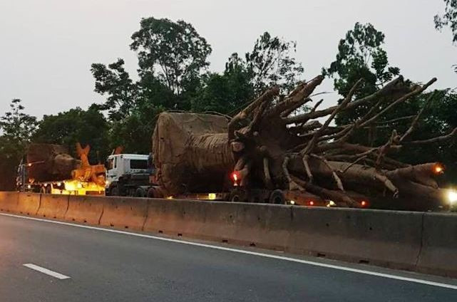 Chủ[-]xe[-]chở[-]cây[-]cổ[-]thụ[-]khổng[-]lồ[-]bị[-]phạt[-]hơn[-]80[-]triệu